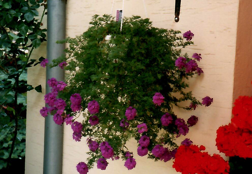 MAISON - RUE DES TULIPES